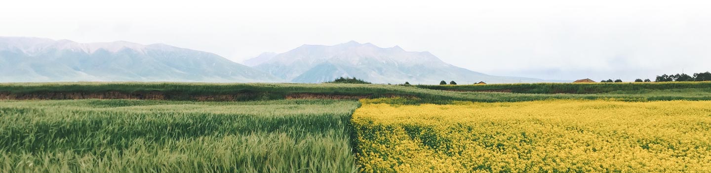 Green and yellow fields. Photo by Loren Gu, via Unsplash.